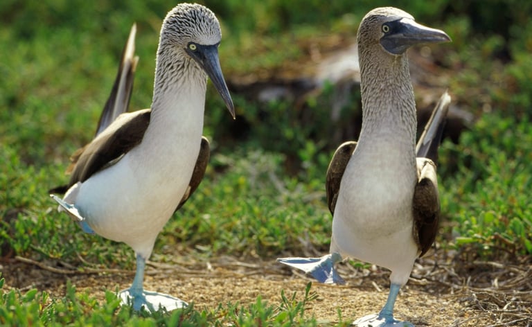 Žydrakojis padūkėlis, booby bird, bubi bird, bubibird, bubibird.lt