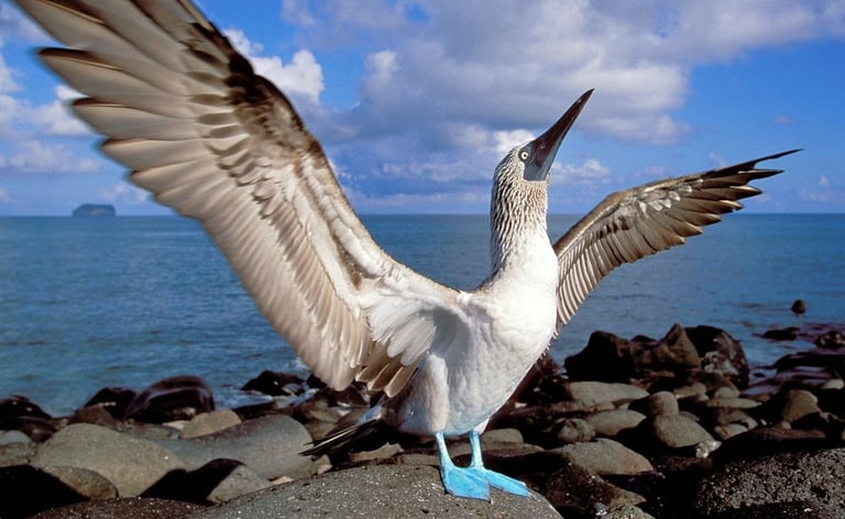 Žydrakojis padūkėlis, booby bird, bubi bird, bubibird, bubibird.lt