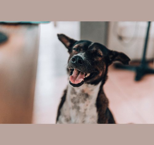 vira lata feliz, sorrindo