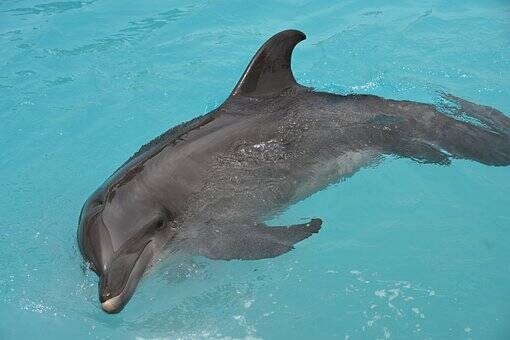 Playa del Carmen, Mexico - Dolphin photo from Florida, no phones/camera allowed at Dolphin Discovery