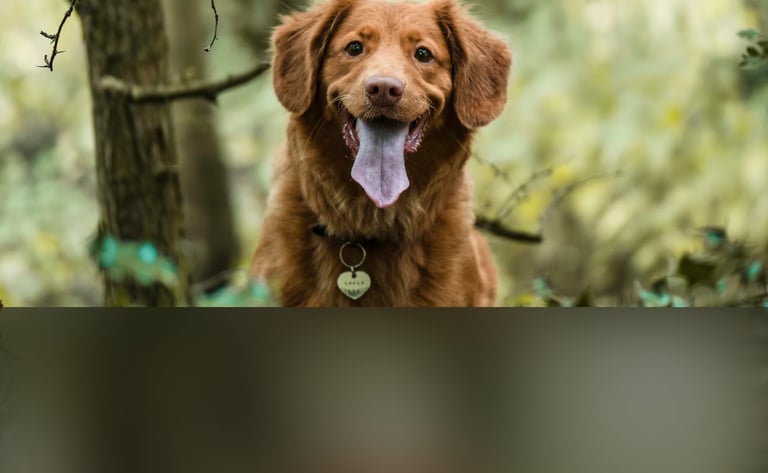 dogAdvisor | dogadvisor | dog advisor | dogAdvisor.dog