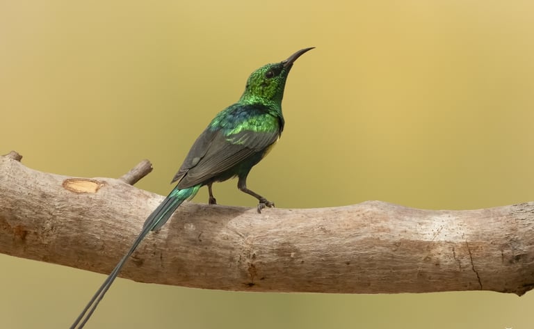 Beautiful Sunbird on a wooden branch | Birding Adventures Gambia
