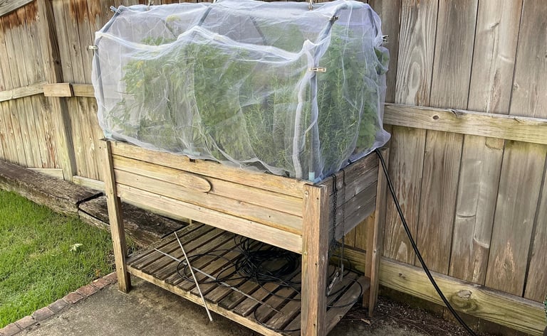 Raised wooden garden bed with garden netting protecting herbs from pest and harsh afternoon sun.