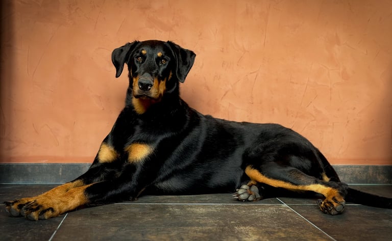 Beauceron, malinois, husky, chiots, éducation canine, comportementaliste canin, seine et marne 77 
