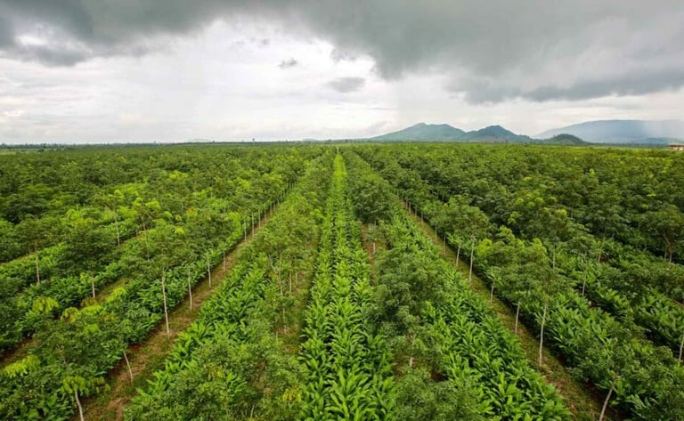 Nutricert turmeric farm in Cambodia