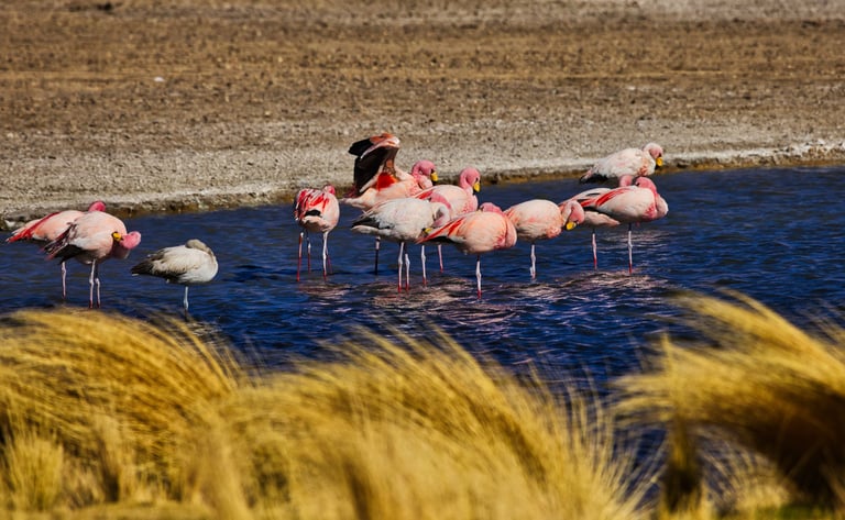 Uyuni Salt Flats Sajama Photo Tour