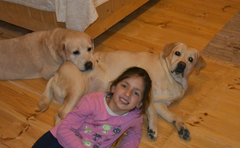 Dog Boarding, Dog Boarding near me, Pet Boarding, Pet Boarding near me, Dog Care, Happy Pettings