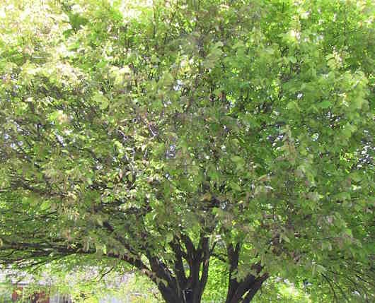 Golden Elm partly defoliated by elm leaf beetle