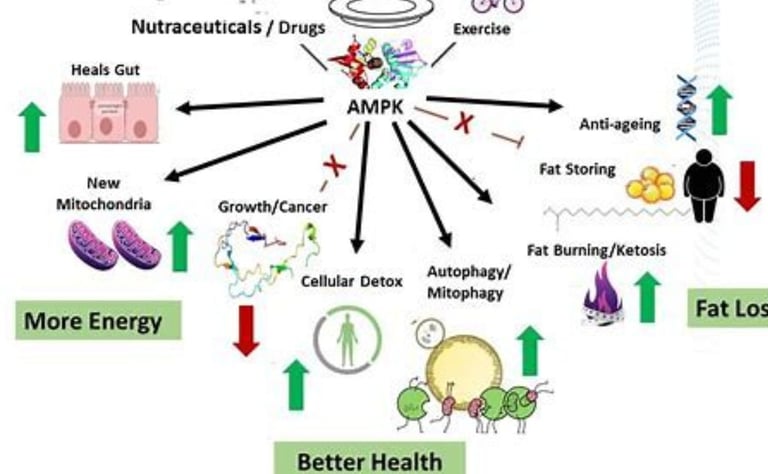 autophagy