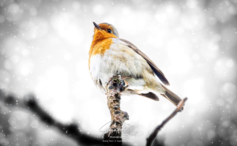 A white snowdrop flower with water droplets on its petals in a spring garden.