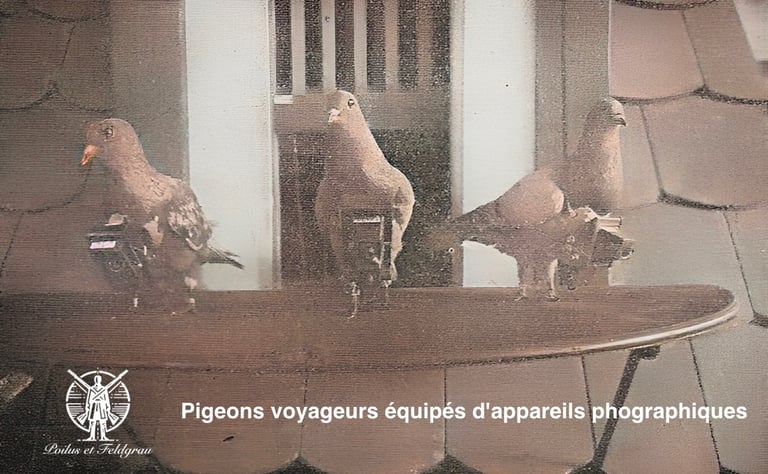 Pigeons voyageurs allemands en 1914