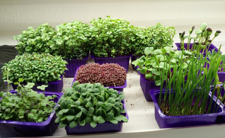 a picture of Early Greens microgreens nursery  produce