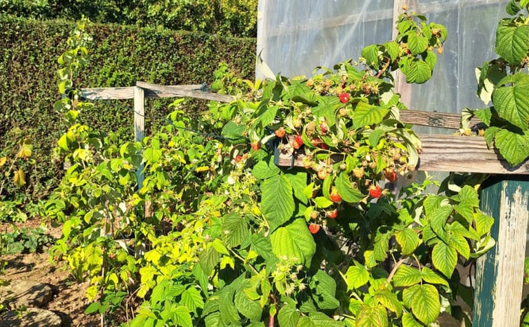 a berry bush with partially unhealthy leaves