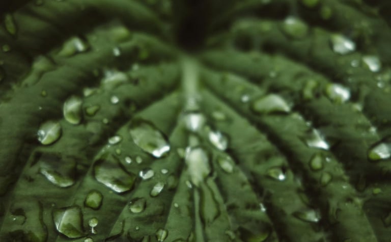 Drops of water on a leaf
