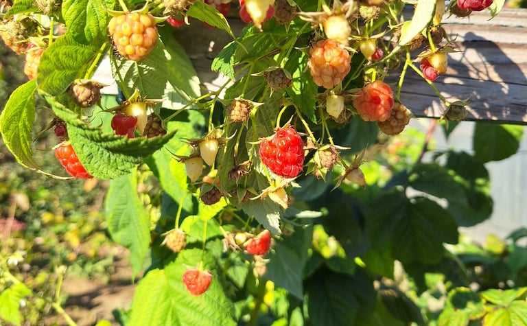 a fruit bush with red berrys