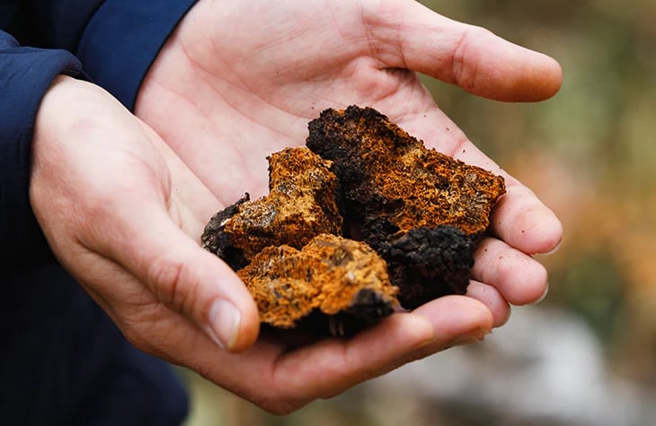 medicinal mushrooms, cordyceps