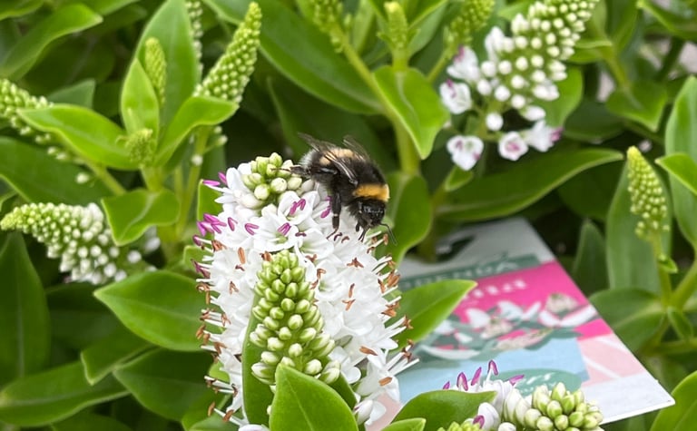 A bee taking nectar from a white plant