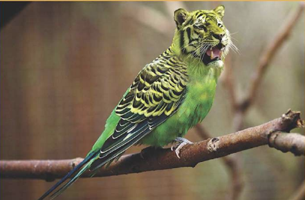 Certification Adobe Illustrator