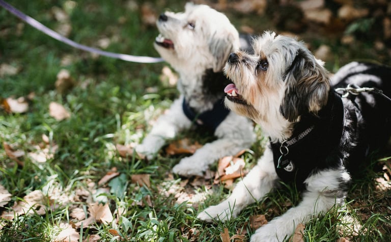 promenade chien Vertou groupe en nature