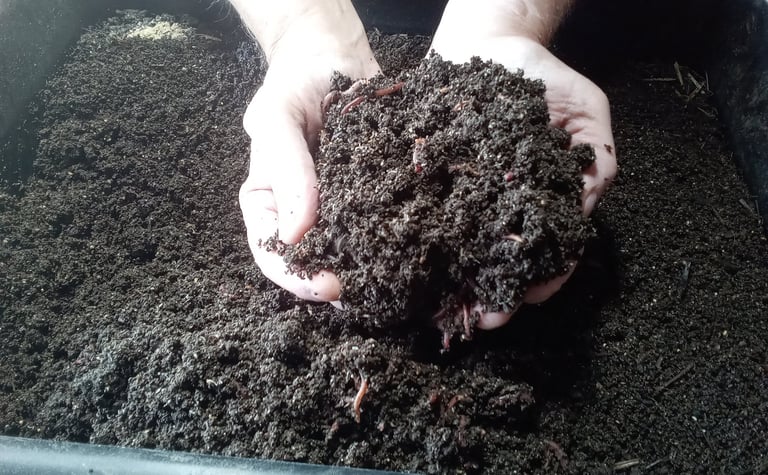 Handfull of nutrient-rich worm casting from vermicomposting