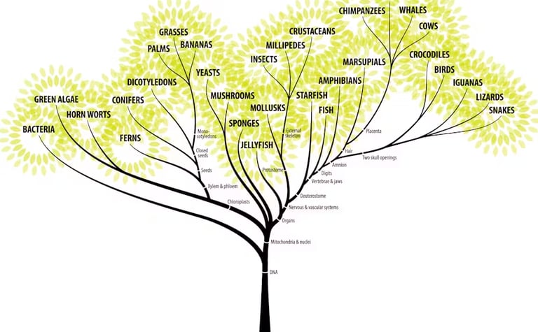Cute Phylogenic Tree