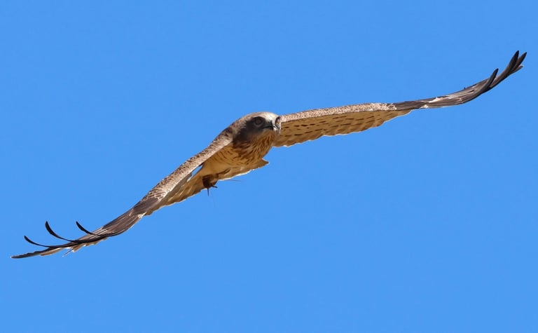 The short toed snake eagle