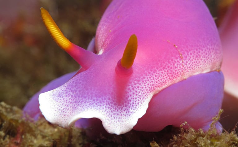 PADI Underwater Naturalist