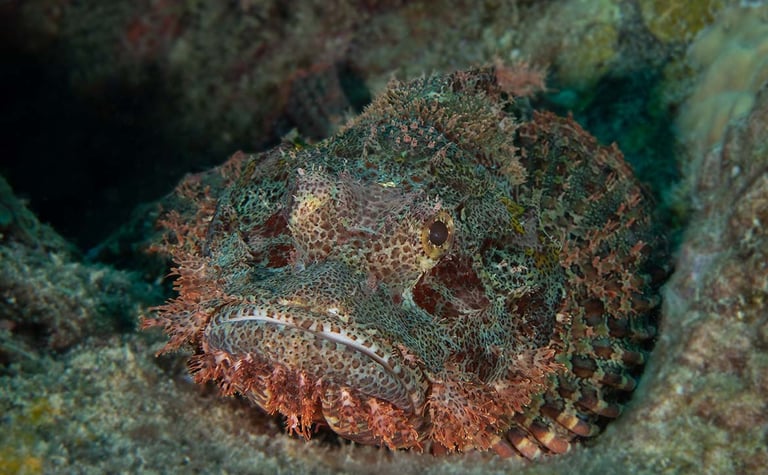PADI Underwater Naturalist