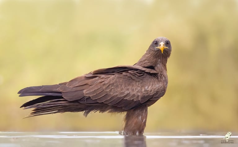 Bruine Afrikaanse roofvogel staand in water, gefotografeerd tijdens vogelreis in Gambia