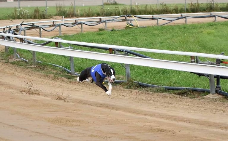 racing whippet Raspberry Ripple "Nano" kuva: Minna Leppänen