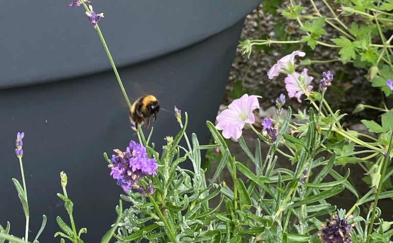 A bee hovering over lavender and geranium plants