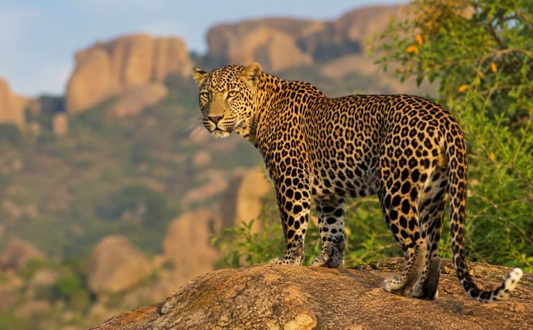 A Leopard in Jawai, Rajasthan