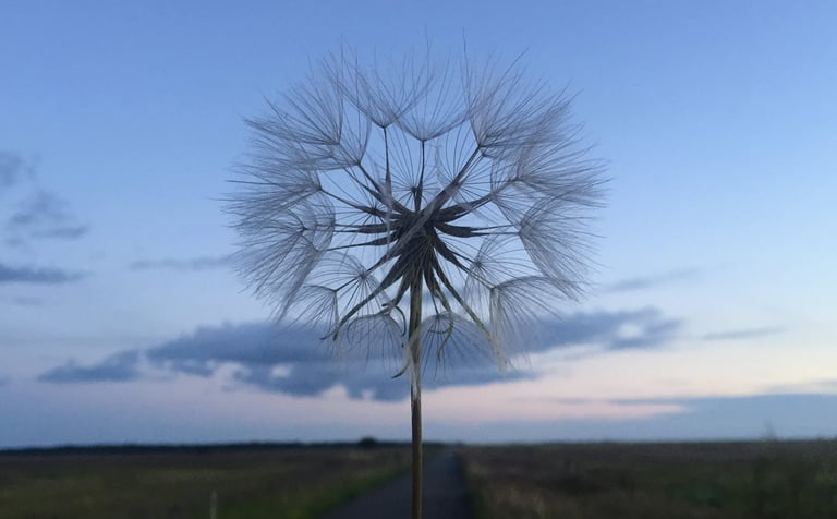 A delicate dandelion seed head against a twilight sky, symbolizing fragility and transformation.
