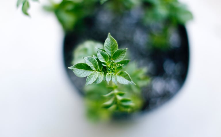 green herbs reflecting healthy food