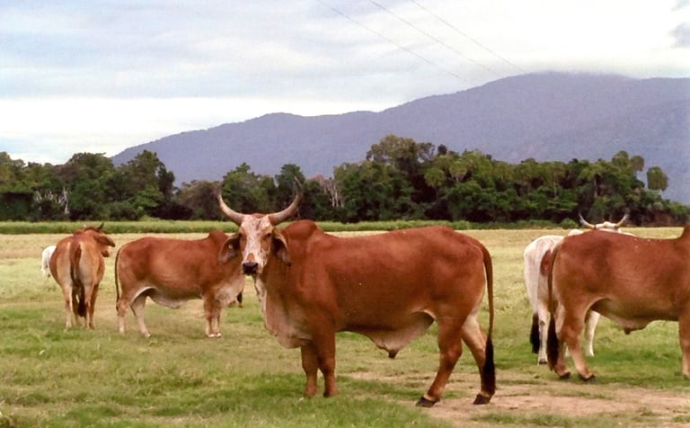 Picture of Brahman x.