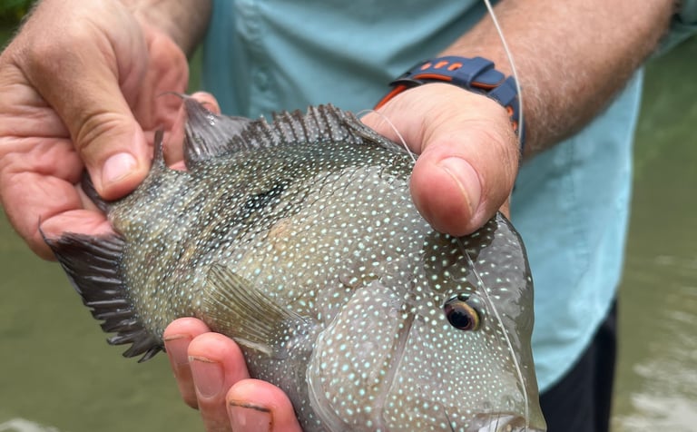 Rio Grande Cichlid