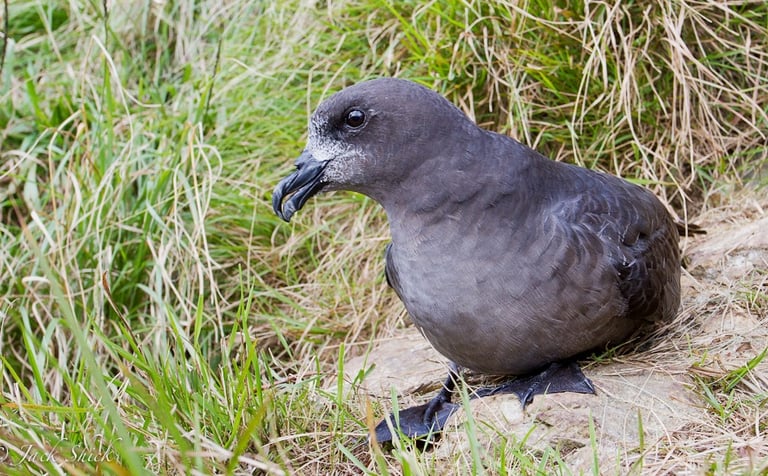 Providence Petrel on Mount Gower, Lord Howe Island