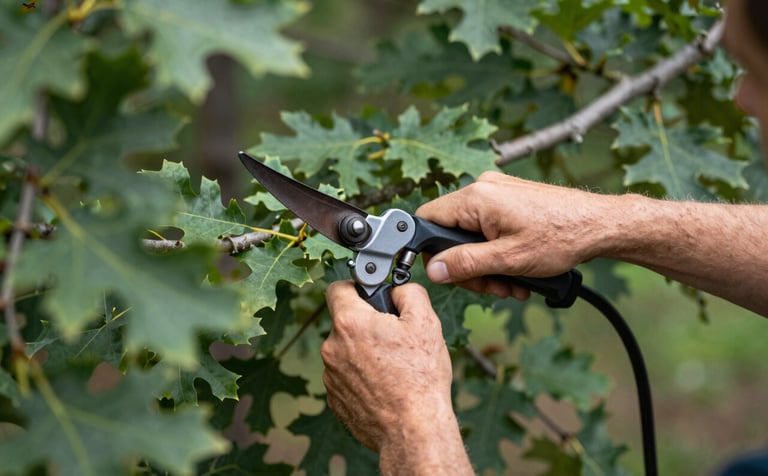 A close-up shot of an arborist’s hands expertly pruning a mature oak tree. The focus is on the precision and health-focused care. The vibe is sophisticated and nature-connected, using a palette of forest greens #2F5C3E and soft natural light reflecting off the leaves.