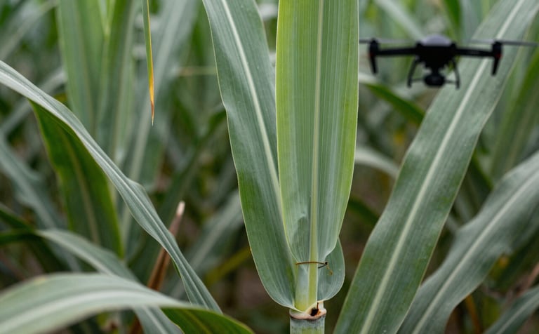 Close-up macro photography of healthy sugarcane leaves showing vibrant muted sage green and dark forest green tones. In the background, a blurred silhouette of a drone operator symbolizes the technical support provided to the farm.