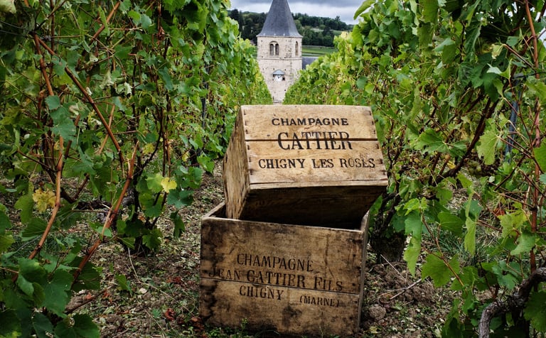 Vigneto della Maison Cattier a Chigny-les-Roses, nel cuore della Champagne