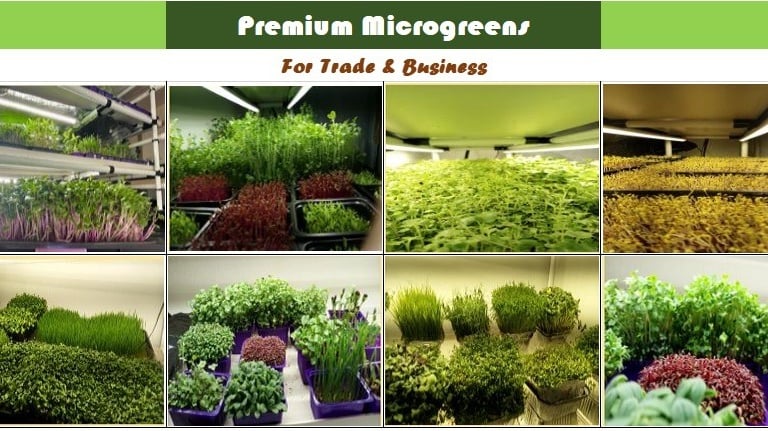 Indoor vertical farm growing various premium microgreens in trays under LED grow lights for trade and business.