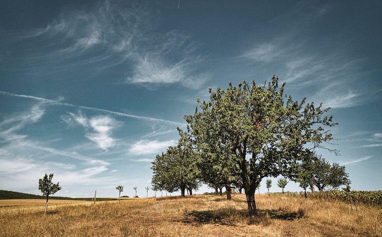 alter Kirschbaum im Leithagebirge