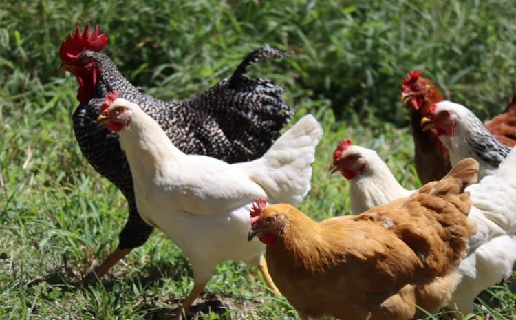 chickens