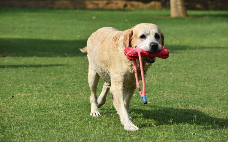 Dog Boarding, Dog Boarding near me, Pet Boarding, Pet Boarding near me, Dog Care, Happy Pettings