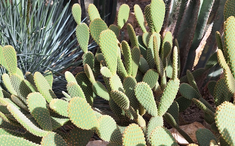 a lot of thin cacti in America
