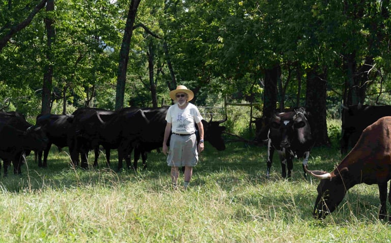 Jonathan White with cows