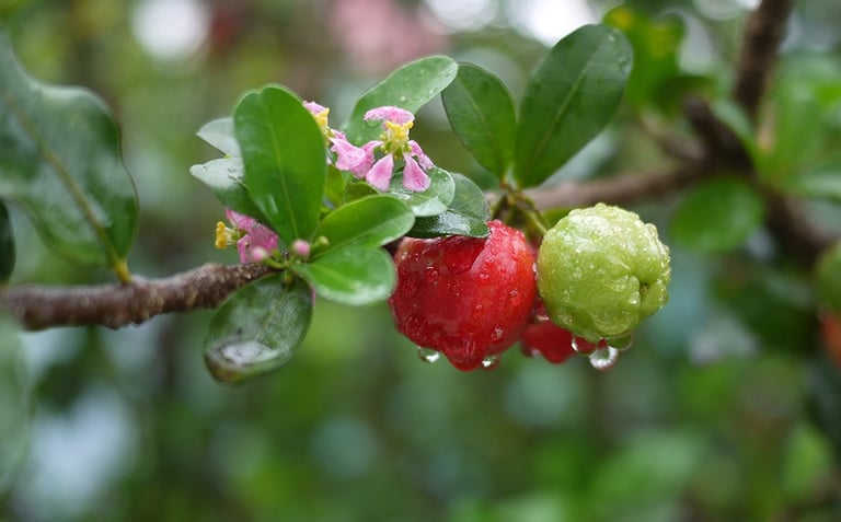 acerola