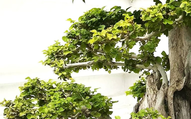 Découvrez une méthode qui allie langue et bien-être pour une expérience d’apprentissage plus naturel