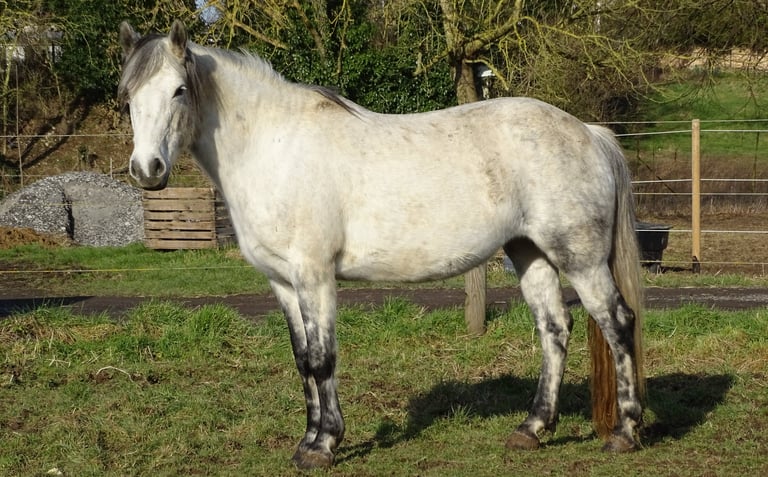 Poulinière Connemara - ELISA DE ST MARTIN - Elevage de la tour
