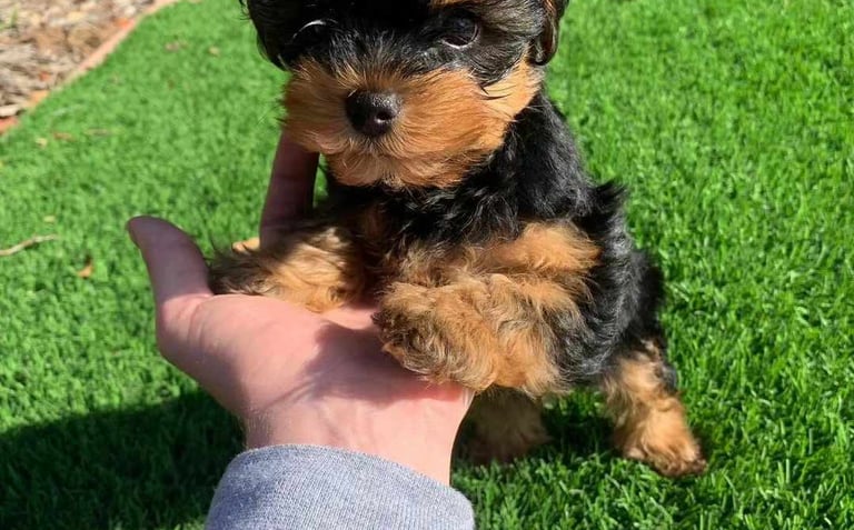 Dando apoyo a un joven yorkshire